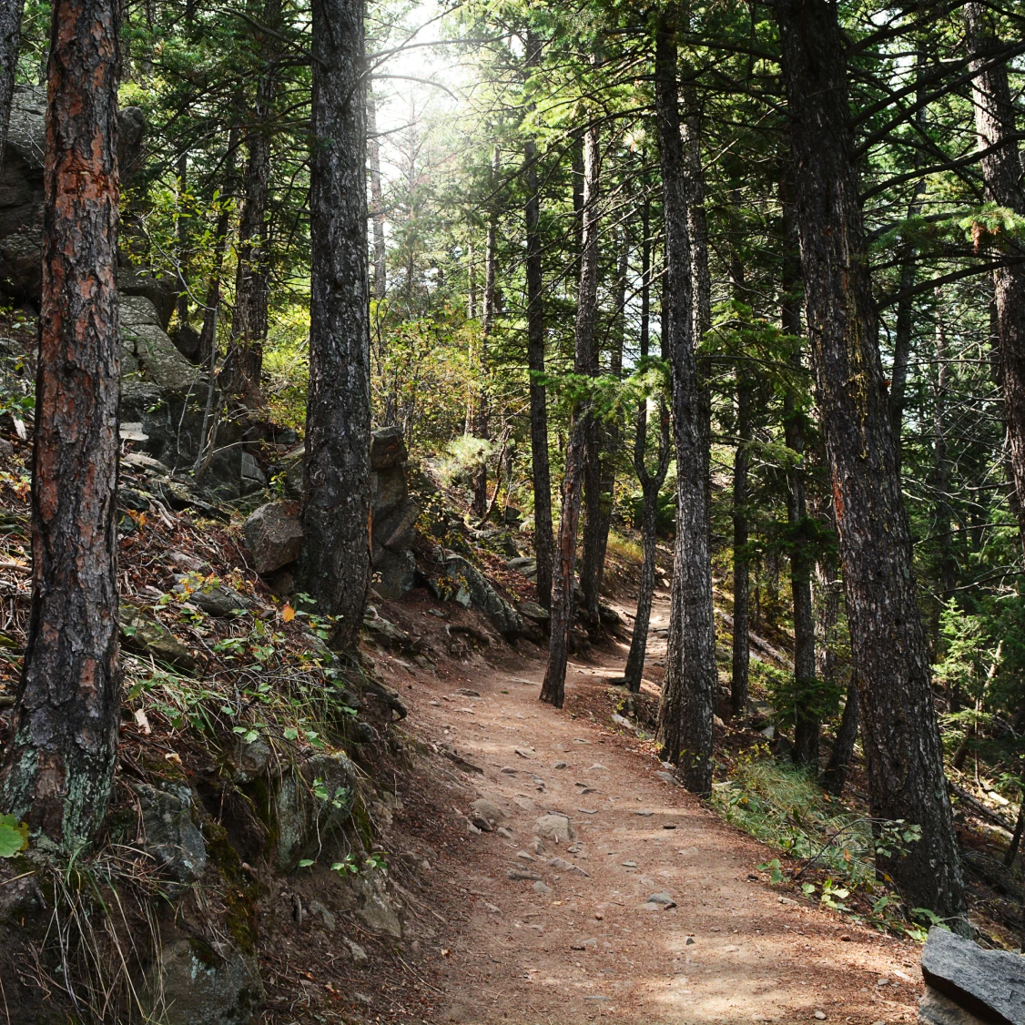 Dirt path winding through a dense forest.